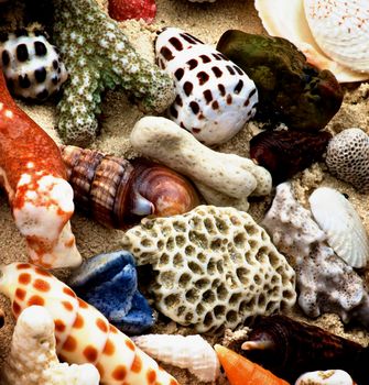 Background of Various Ocean Shells, Conch Shells, Corals Pieces and Pebbles closeup on Sand 