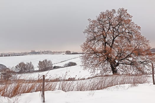 lonely tree in a snow covered field