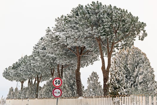 road sign with snow covered trees