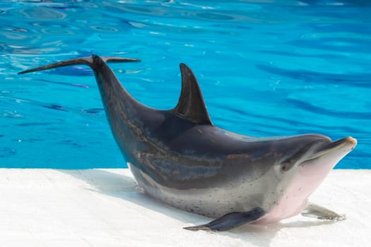 Bottlenose Dolphin show