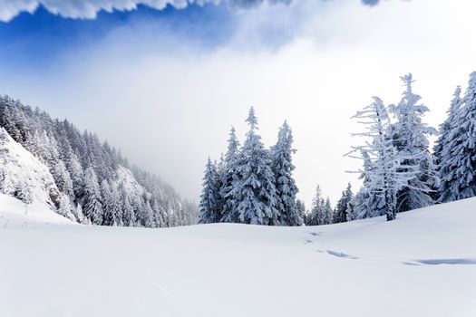 Pine forest covered in snow on winter season - Poiana Brasov