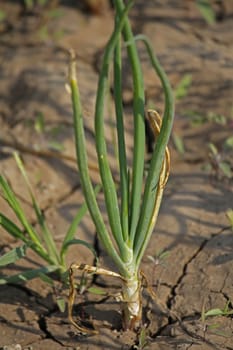 Roots, leaves and developing bulb of onion. The onion, Allium cepa also known as the bulb onion or common onion, is used as a vegetable and is the most widely cultivated species of the genus Allium.