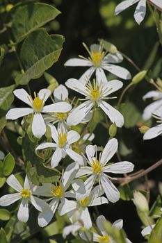 Deccan Clematis is an annual climber. Stems are velvet hairy. Leaves are either simple or trifoliate. Fragrant white flowers