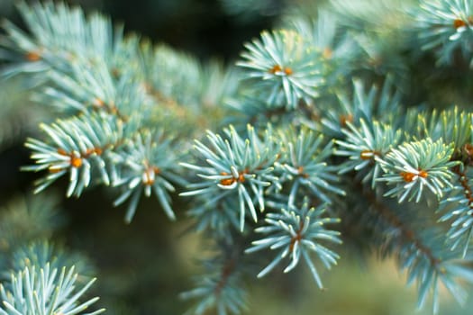 Leaves of tree.