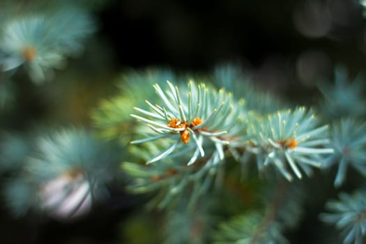 Leaves of tree.