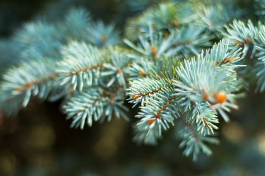 Leaves of tree.