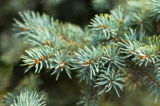 Leaves of tree.