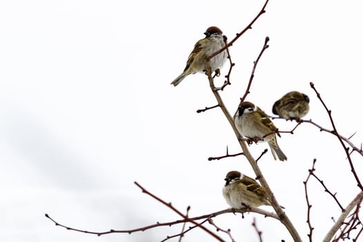 Birds in winter. Frozen sparrows on the branches of a bush