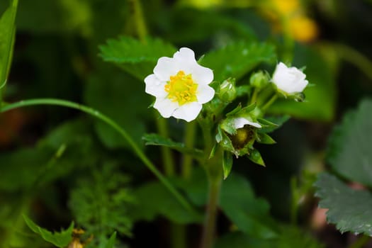 Summer. beautiful flowering bush strawberries. berry garden