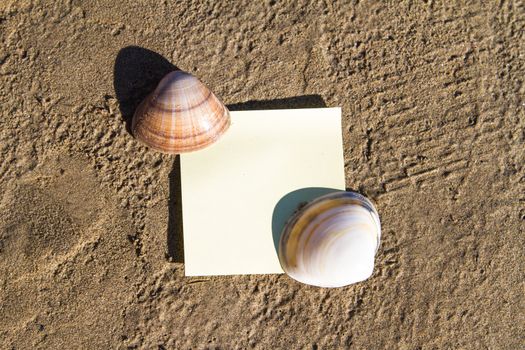Sea shells with blank, yellow stick post on sandy beach.