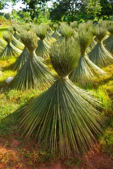 Papyrus for basketry.