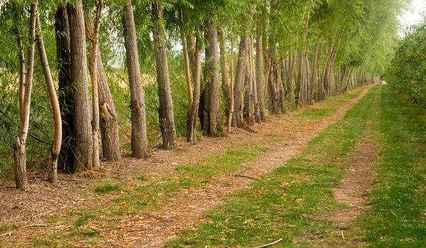 A row of trees was planted to protect farmer's firled from wind erosion