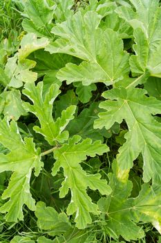 Green leaves texture, botanic background.