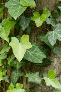 Close up of leaves of a tree.