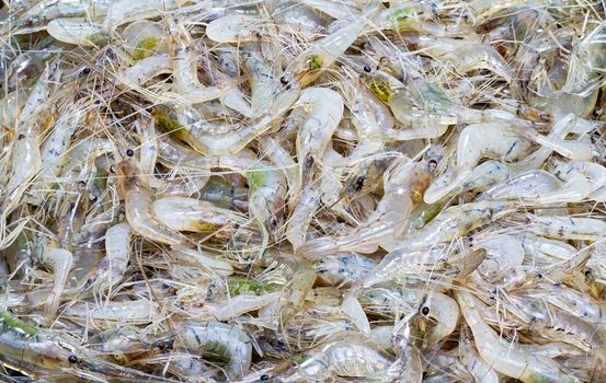 pile of tiny freshwater shrimp - Penaeopsis avirostris