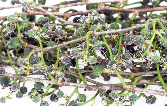 Broussonetia kurzii Corner - local northern Thailand Plant for food on white background