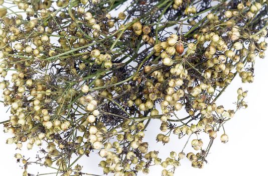 coriander seeds with dry stem on white background