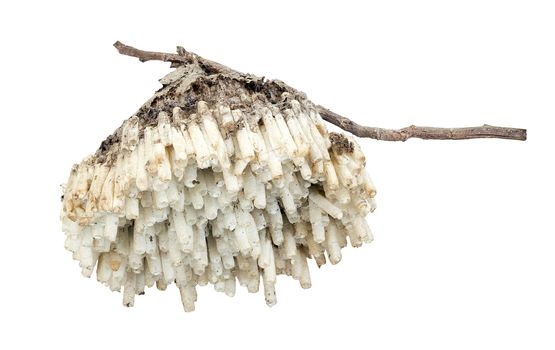Hornet's nest with twig isolated on white background