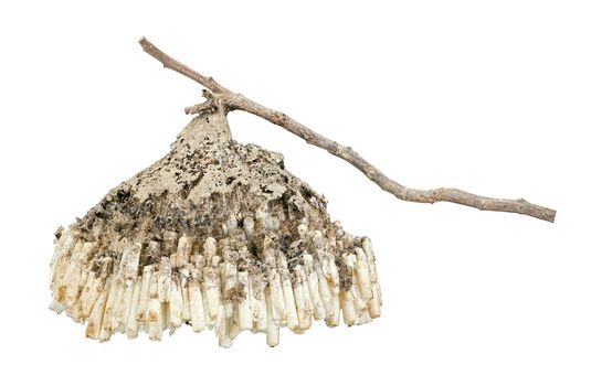 Hornet's nest with twig isolated on white background