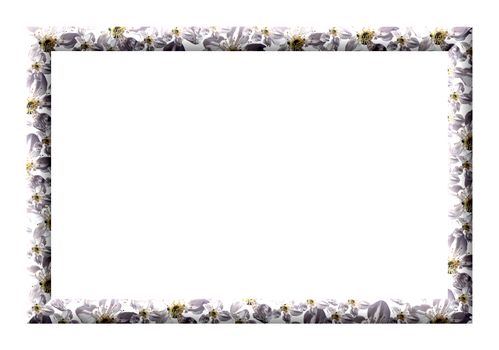 Frame empty convex texture spring flowers on a white background