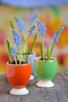 grape hyacinths in a ceramic vase