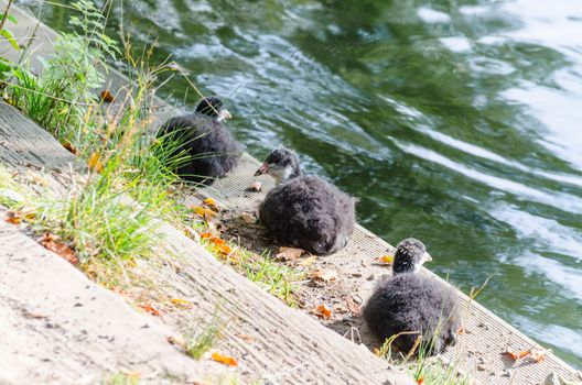 Three little ducklings sitting at the edge of a pond.