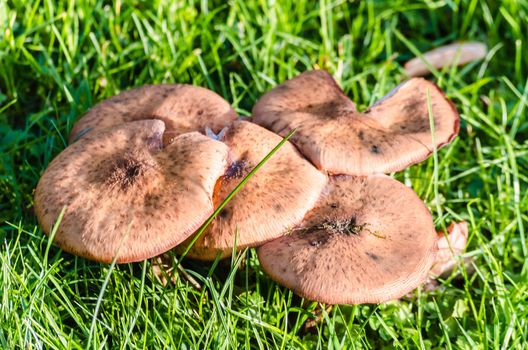 Local brown mushrooms in a meadow.