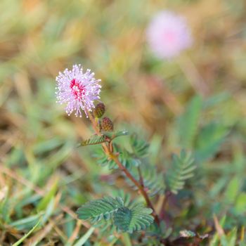pink mimosa pudica flower