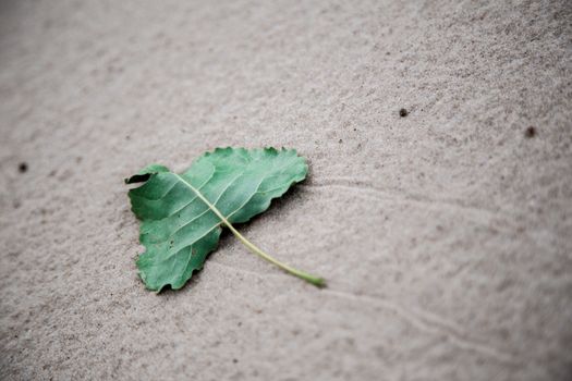 Green leaf and its trail on sand