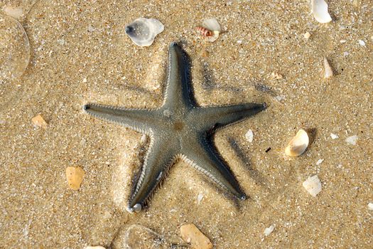 Starfish on the beach.