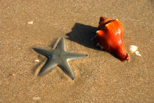 Starfish and Orange shell on the beach.