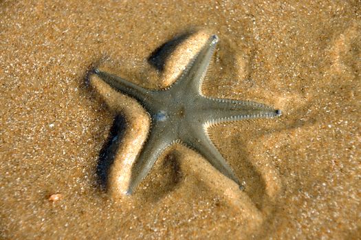 Starfish on the beach.