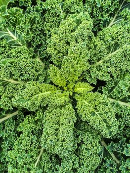 Close-up of green kale leaves. Summer vegetable garden.