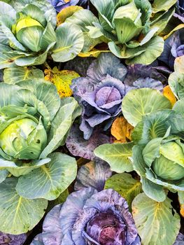 Colorful green and purple cabbage in summer vegetable garden.