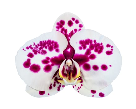 Phalaenopsis orchid flower isolated on a white background