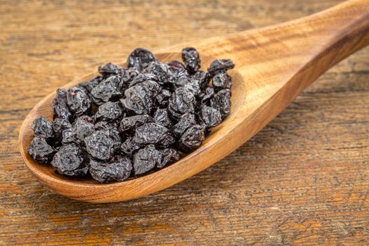 dried blueberry fruit on wooden spoon against grunge wood background