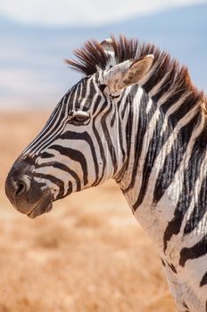 A portrait of a Zebra in the Ngorongoro crater in Tanzania, Africa.