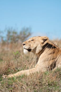 A Lioness lying in the grass of a low hill inside the Ngorongoro Crater, and relaxing in the early morning sunlight.