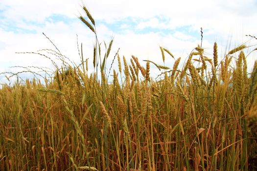 Golden Ears On The Summer Field Before Harvest