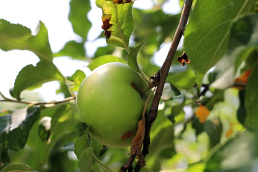 Green And Red Apple Hanging On Tree