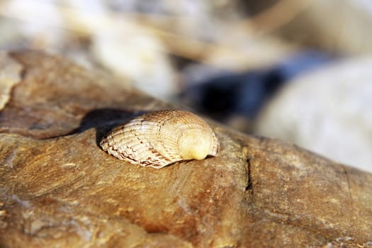 Sea shell laying on the stone near the seashore