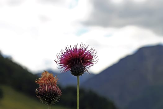 Blue Flower with a pins on the summer green meadow