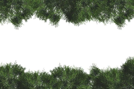 Border with green tree leaves with copy space, isolated on white background.