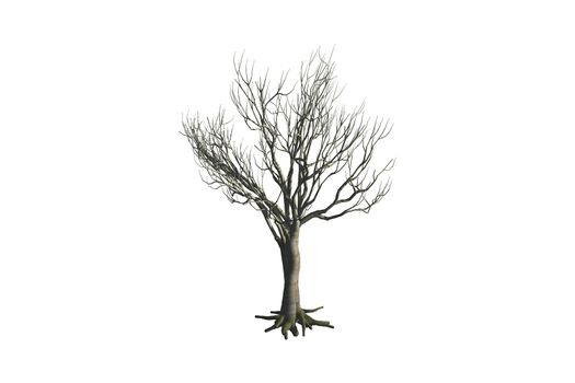 Dead tree, isolated on white background.
