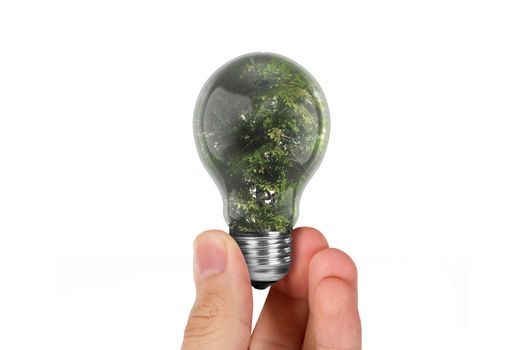 Hand holding light bulb with tree inside,  isolated on white background.