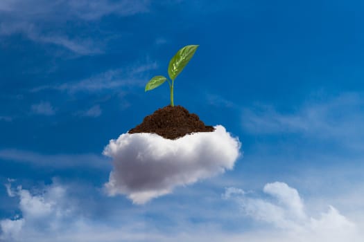 Green plant growing in soil of cloud on blue sky.