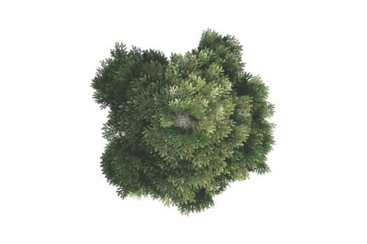 Top view of green natural tree for your landscape designs, isolated on white background.