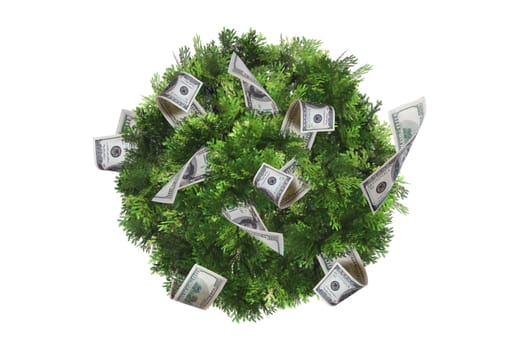 Top view of green natural tree with one hundred dollar banknotes, isolated on white background.