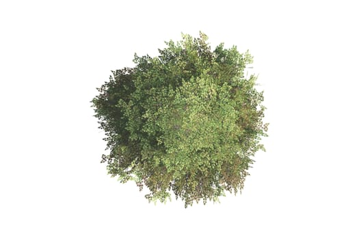 Top view of green natural tree for your landscape designs, isolated on white background.