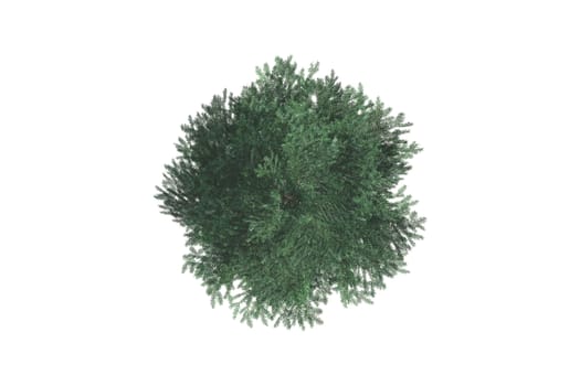 Top view of green natural tree for your landscape designs, isolated on white background.